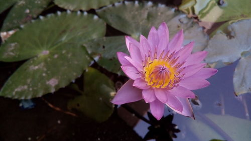 Close-up of lotus water lily in pond