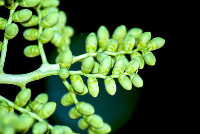 Close-up of grapes over black background