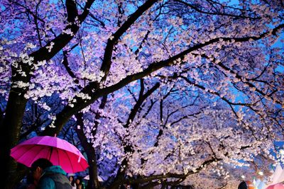 Low angle view of cherry blossom tree