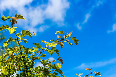 Low angle view of plants against blue sky