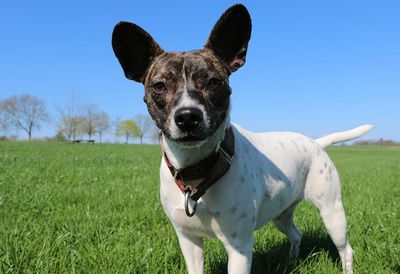 Portrait of dog on field