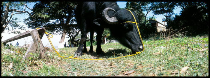 Cow grazing on field