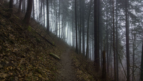 Trees in forest