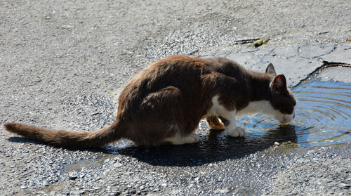Close-up of cat drinking water from puddle on road