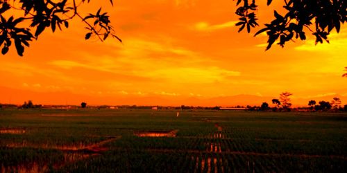 Scenic view of field against orange sky