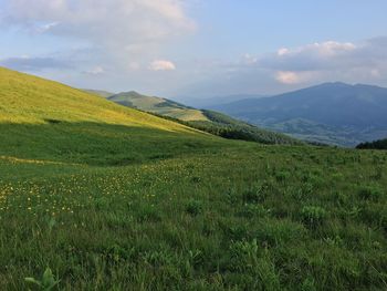 Scenic view of field against sky