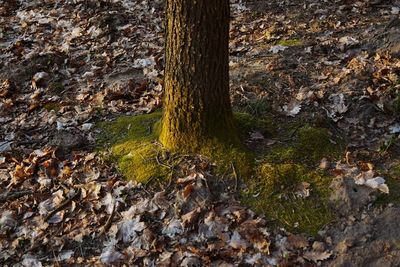 Close-up of tree trunk in forest