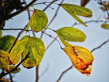 Close-up of leaves on tree during autumn