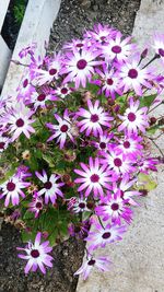 Close-up of purple flowers blooming outdoors