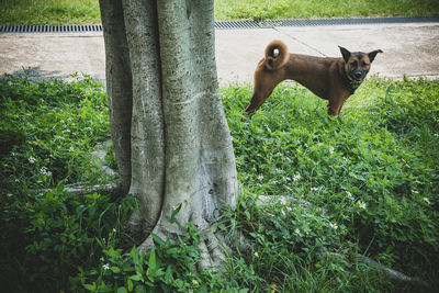 Dog sitting on tree trunk