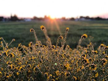 Close-up of yellow flowering plants on field during sunset