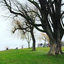 Bare trees on grassy field