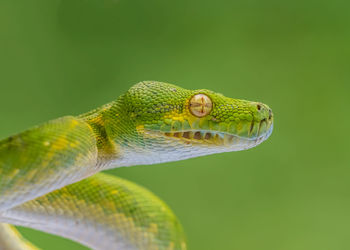 Close-up of lizard