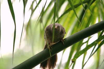 Close-up of a bird perching on a plant