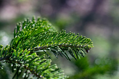 Close-up of raindrops on pine tree