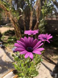 flowering plant