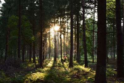 Sunlight streaming through trees in forest