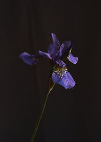 Close-up of purple flowering plant against black background