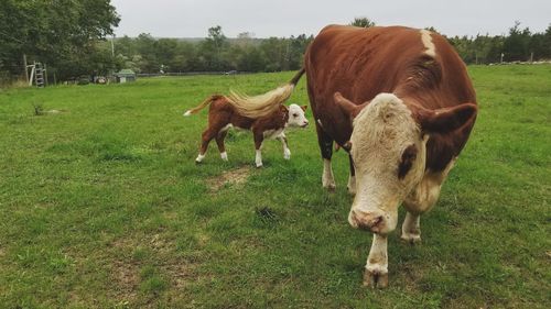 Cows grazing in a field