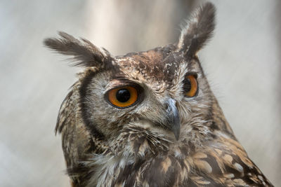 Close-up portrait of a owl