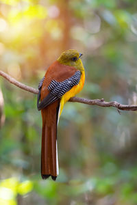 Close-up of a bird perching on branch