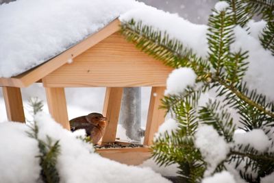 Close-up of bird in snow covered house