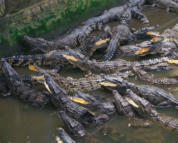 High angle view of crocodile in lake