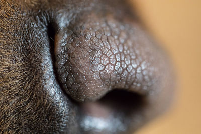 Close-up of human eye