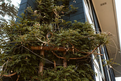 Low angle view of potted plants on window of building