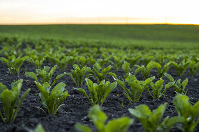 Close-up of wheat field