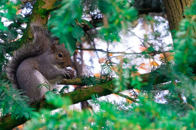 Squirrel on tree