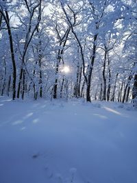 Snow covered land and trees against sky