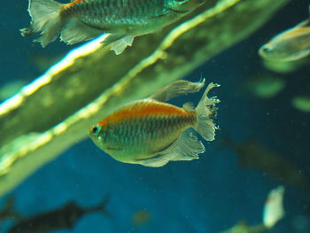 Close-up of fish swimming in sea