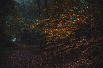 Trees in forest during autumn