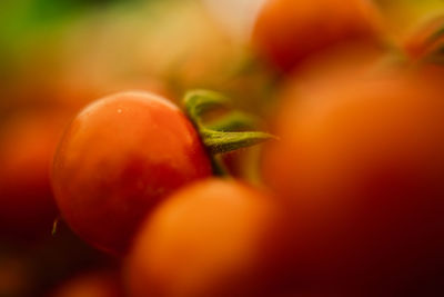 Close-up of orange