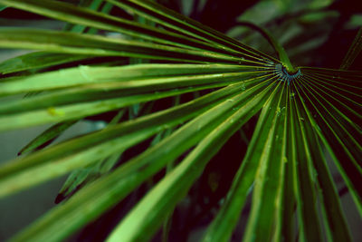 Closeup tropical leaves nature and dark tone background concept. 