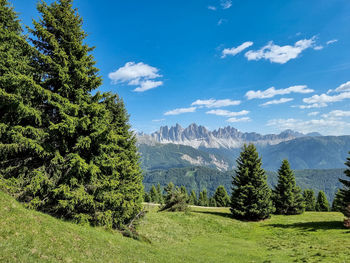 Panoramic view of trees on landscape against sky