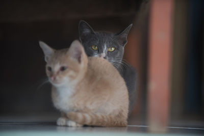 Portrait of cat sitting at home