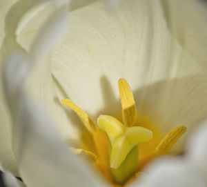 Close-up of yellow lily