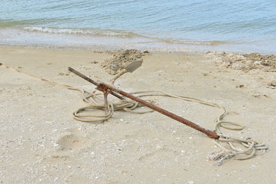 High angle view of starfish on beach