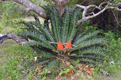 High angle view of tree growing in field