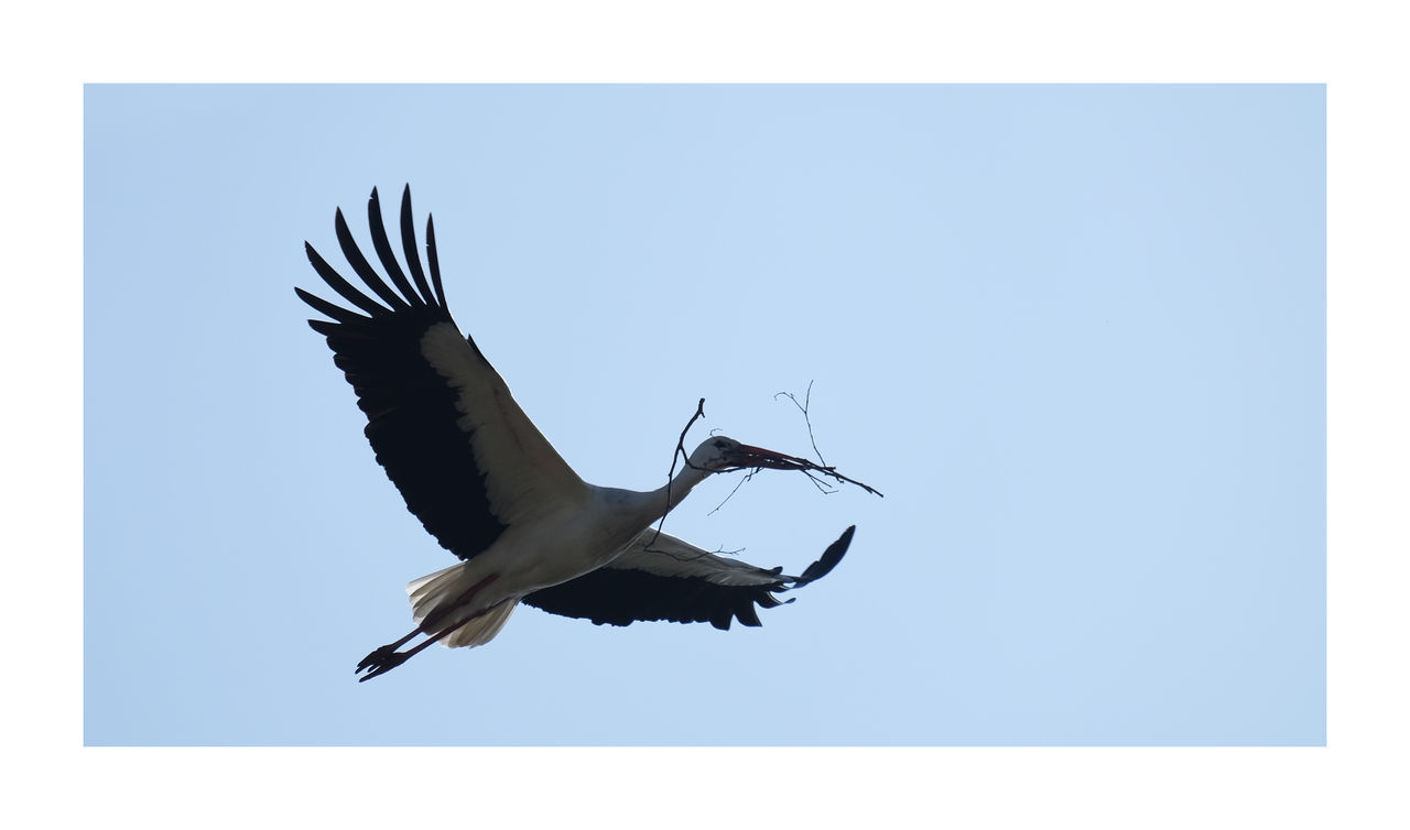 LOW ANGLE VIEW OF A BIRD FLYING IN SKY