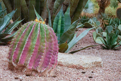 Close-up of succulent plant