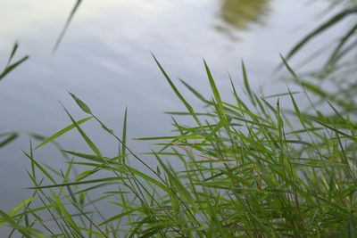 Close-up of grass by lake