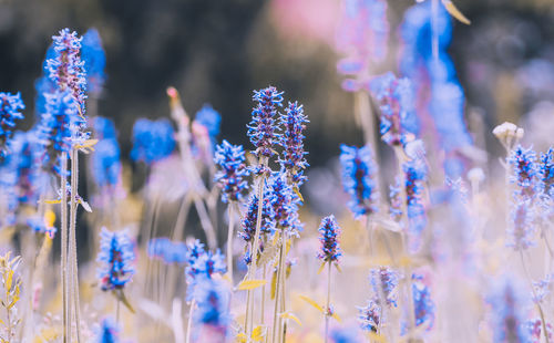 Close-up of purple flowering plant