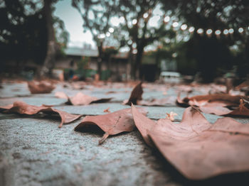 Close-up of dry autumn leaves