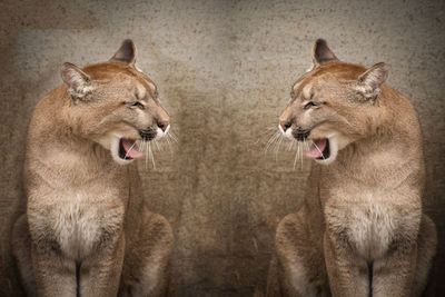 Close-up of lion