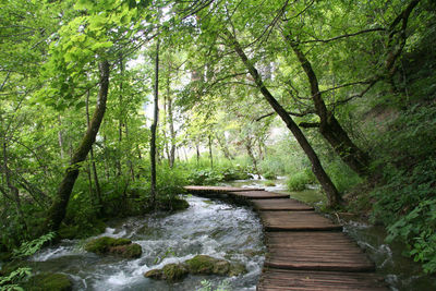 River amidst trees in forest