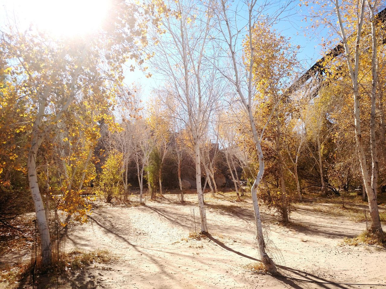 tree, tranquility, season, winter, nature, growth, sunlight, cold temperature, snow, tree trunk, tranquil scene, beauty in nature, sunbeam, branch, sun, field, landscape, scenics, bare tree, day