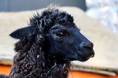 A profile close-up of a black lama in a wool farm in arequipa, peru
